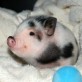 Tiny Piglet Is Happy