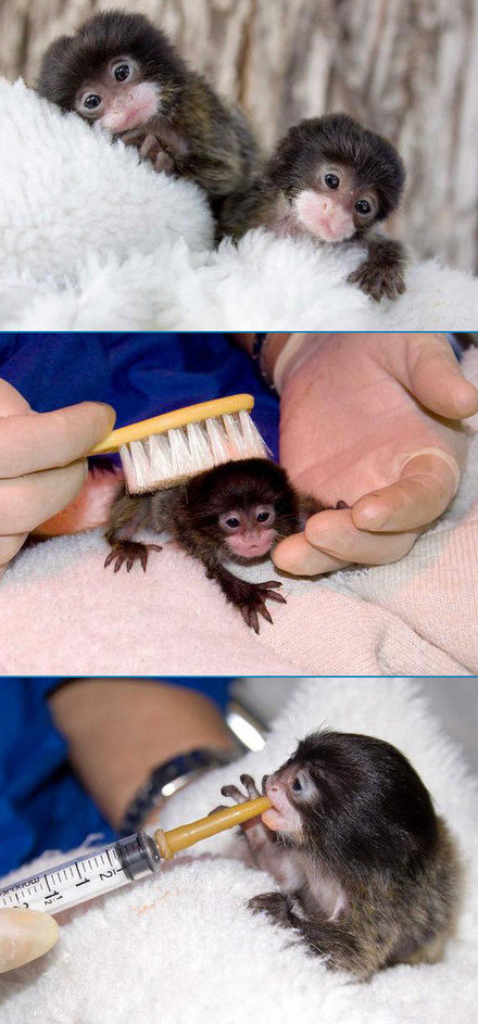 Adorable Baby Monkeys Funlexia Funny Pictures