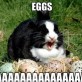 Eggs!!!