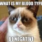 Grumpy Cats Blood Type