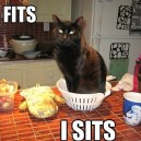 If I Fits I Sits