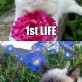 Lives of a cat