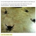 The Crab Lord