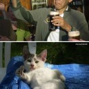 Obama vs. Cat