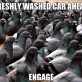 Pigeons MEME