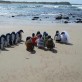 The Penguin Wedding