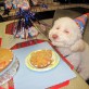 Birthday Dog Enjoys Cookie