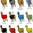 Different types of llamas