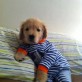 Dog Wears Favorite Pajamas