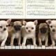 Puppies Playing Piano