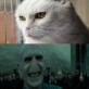 Voldemort Cat