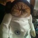 Derpy Cat Leia