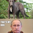 Dog That Looks Like Putin