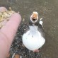 Happy duck