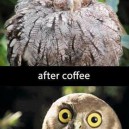 Before and after coffee