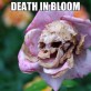 Death in bloom