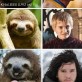 Game of Sloths