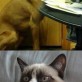 Grumpy cat vs. Grumpy dog
