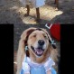 Hilarious Dogs In Costumes