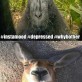 Animal Selfies