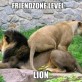 Poor Lion