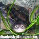 Ridiculously Photogenic Turtle