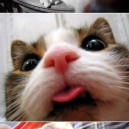 Cat Selfie Compilation