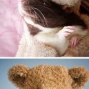 Cute Pictures Of Rats