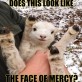 Face of mercy
