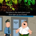 Glow In The Dark Plant