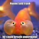 Poor Frank