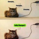 Charging the cat