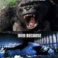 Even King Kong