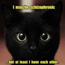 Schizophrenic cat