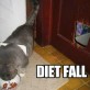 Cat Diet Fail