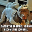 Catch the Squirrel
