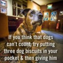 Dogs Can Count