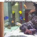Nemo Aquarium