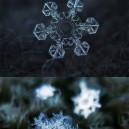 Snowflakes Close up