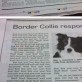 Border Collies Response