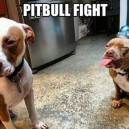 Pitbulls Fight
