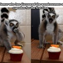 Lemur tries a cupcake
