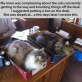 Cat Holders