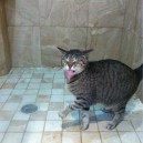 Shower Cat