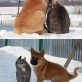 Best Friends Cat and Dog