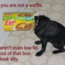 Waffle Dog