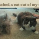 Brushed a Cat