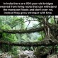 500 year old bridges