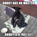 Dobby Dog