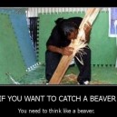 How to catch a beaver